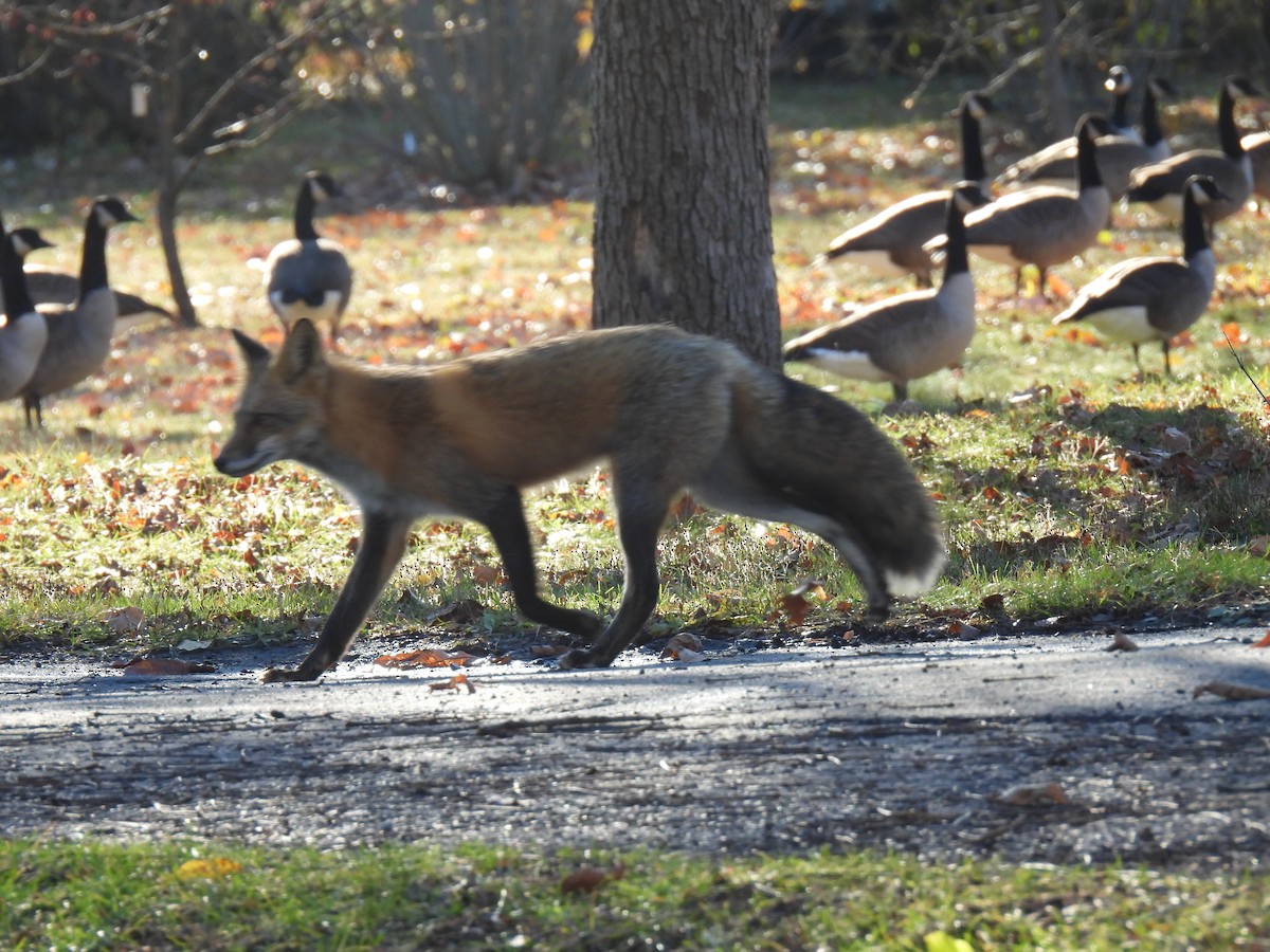 Animals - ML644986525