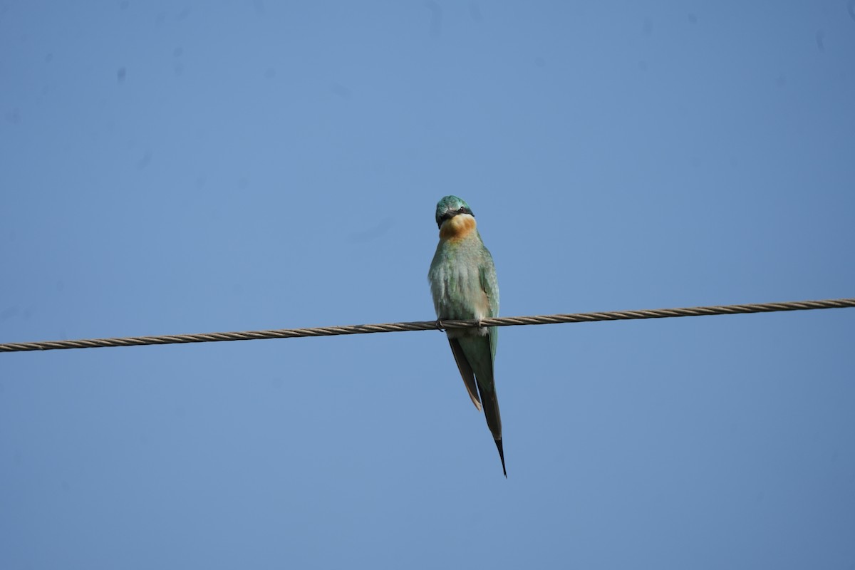 blåkinnbieter - ML644986533