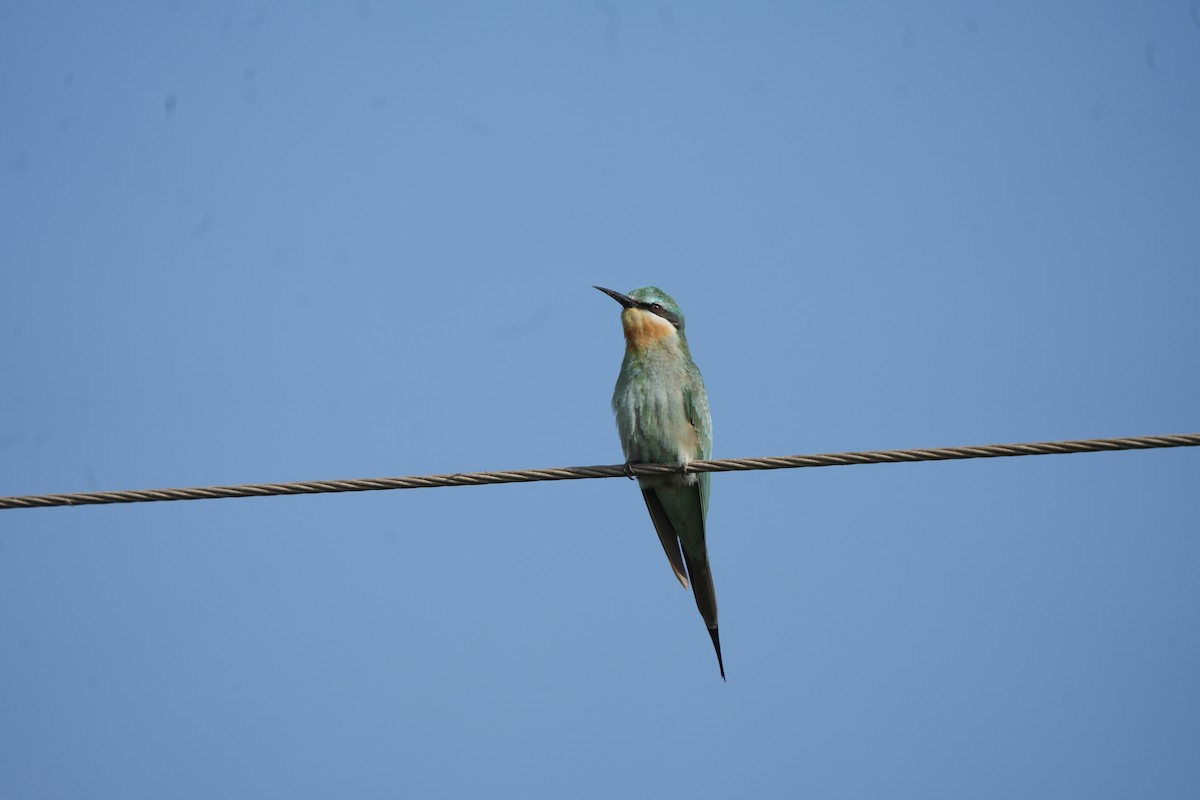 blåkinnbieter - ML644986534