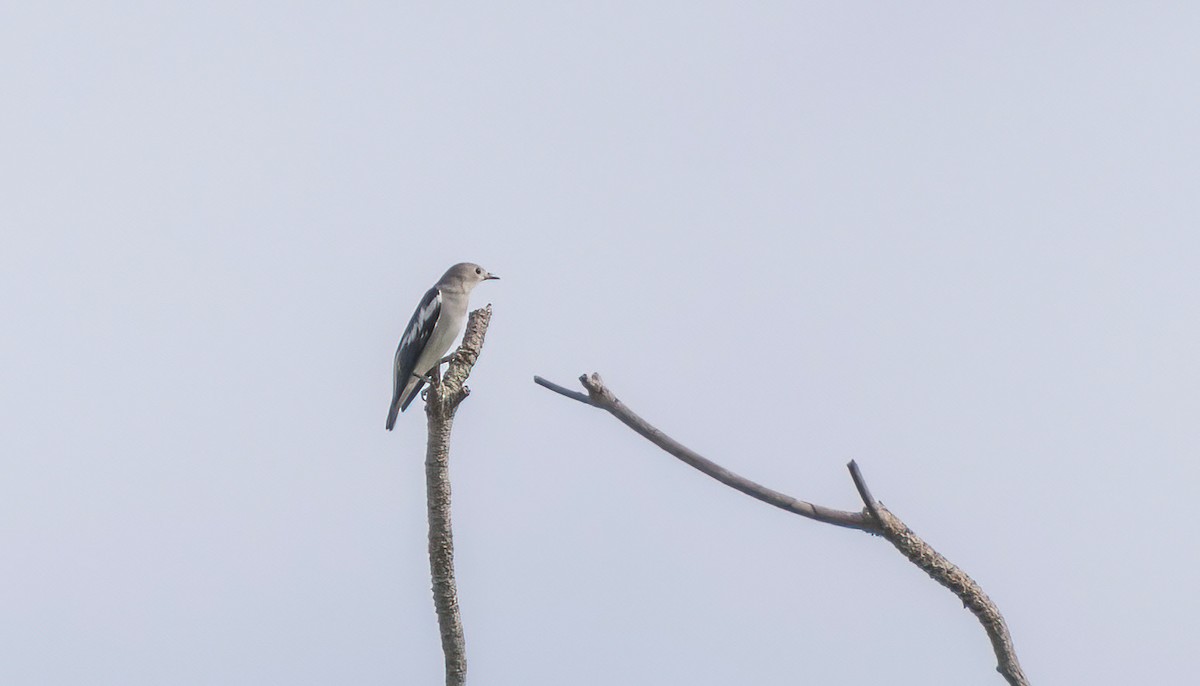 špaček mandžuský - ML644986540