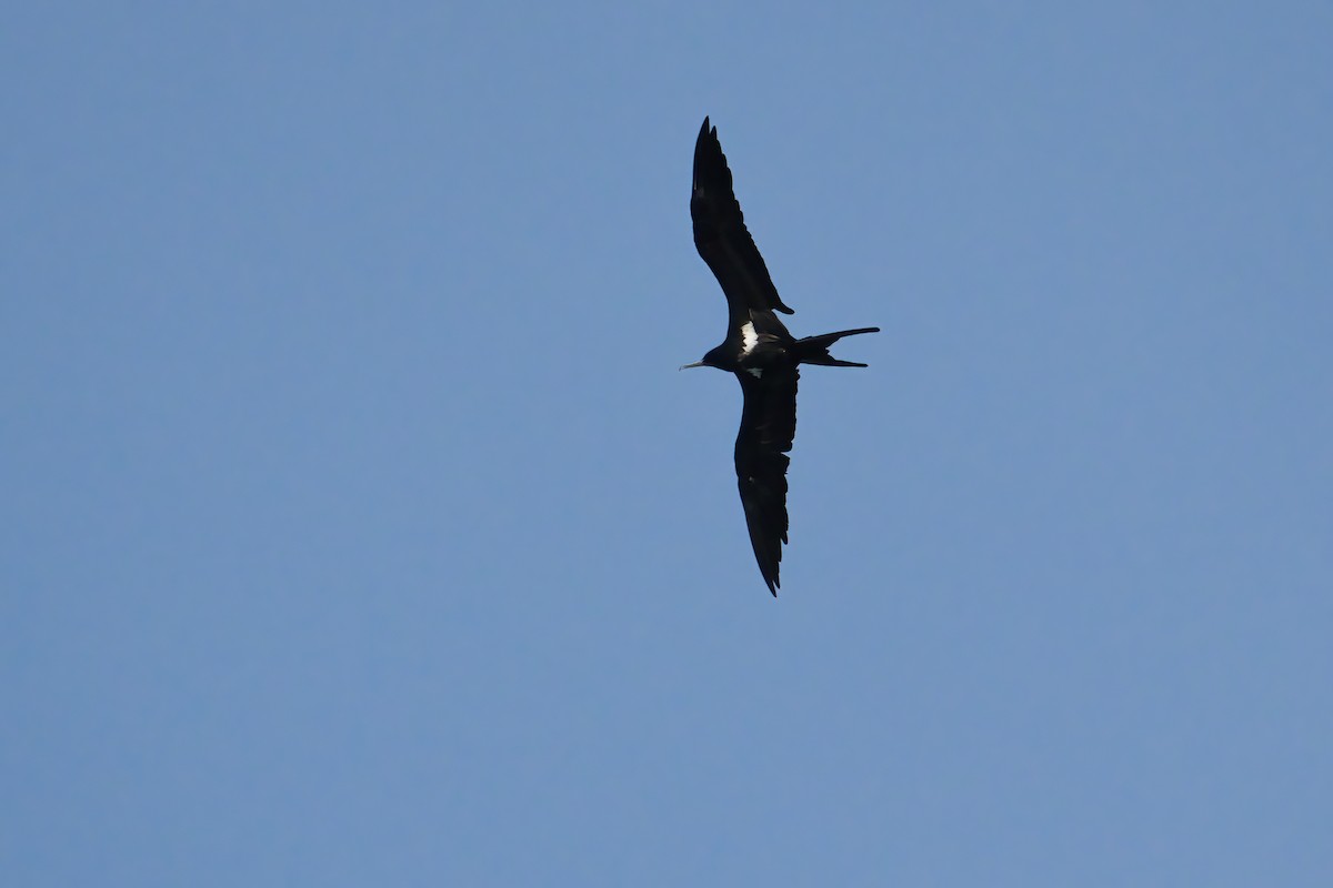 Lesser Frigatebird - ML644986546