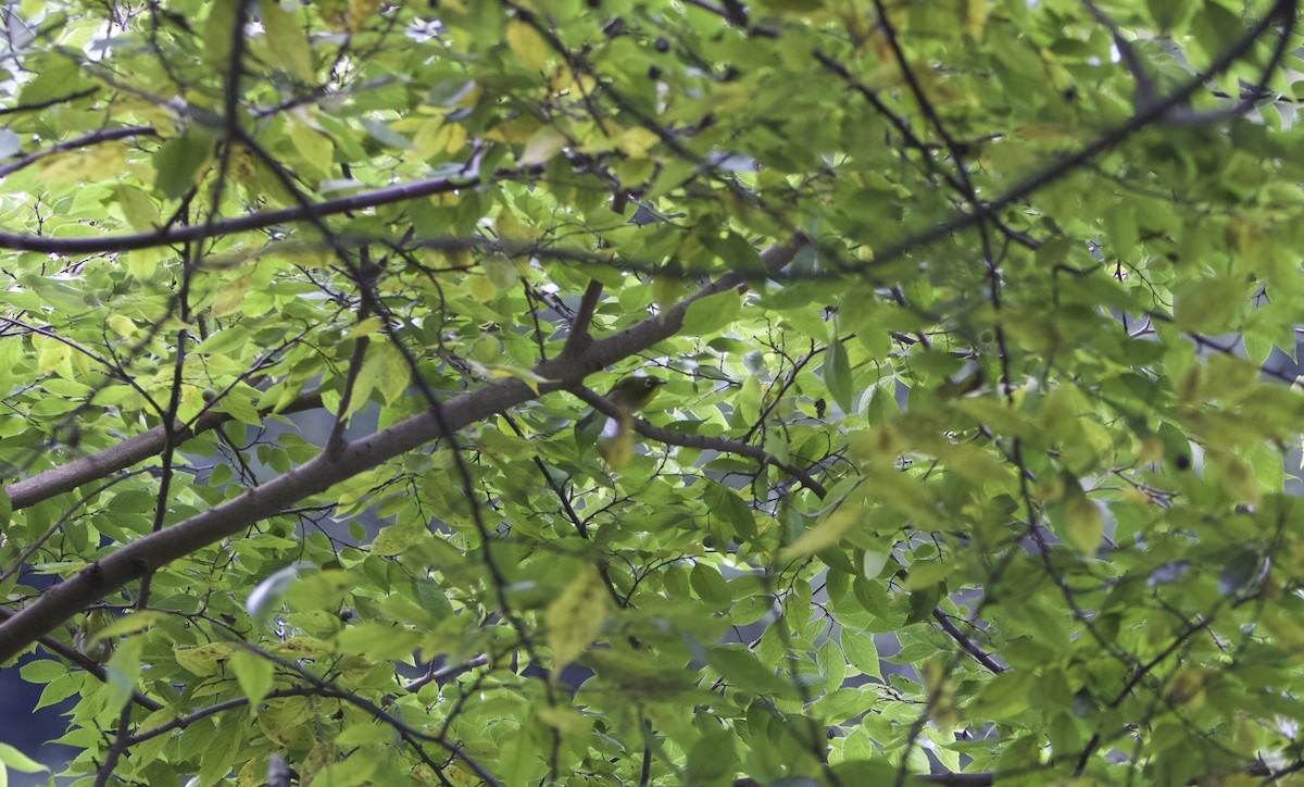 Warbling White-eye - ML644986547