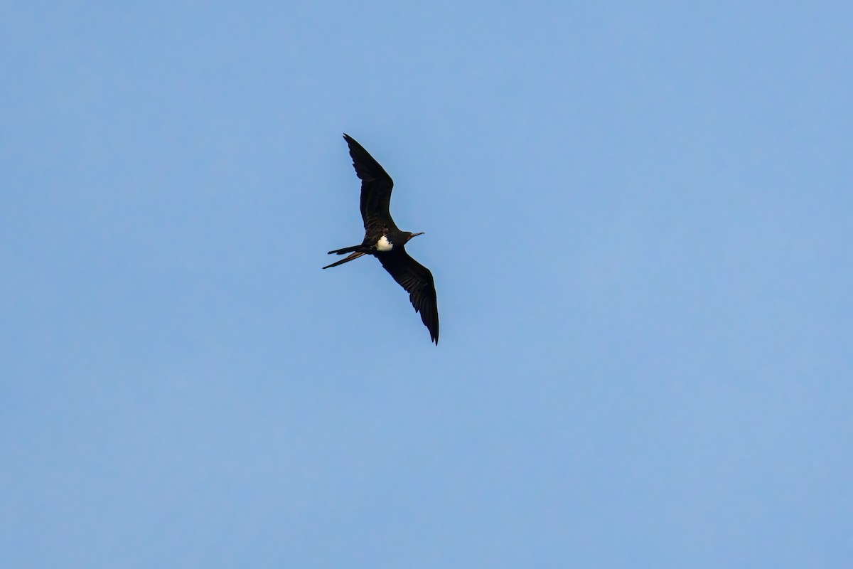 Christmas Island Frigatebird - ML644986549