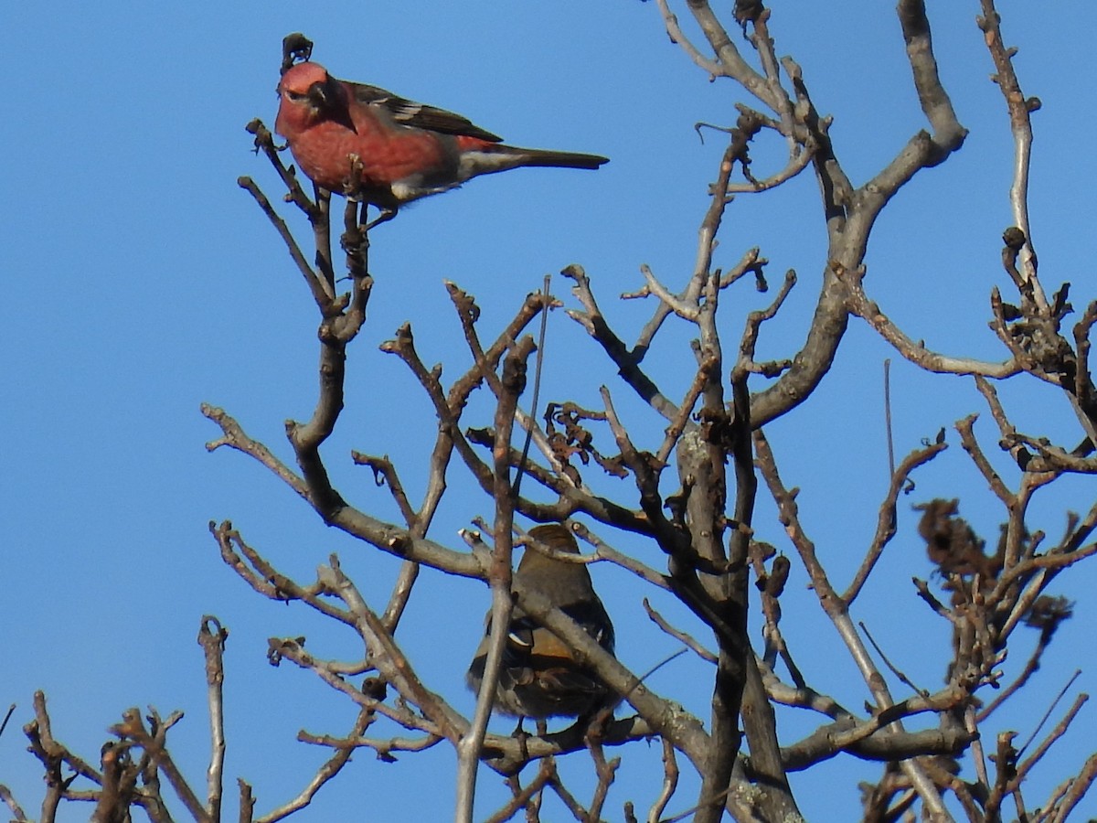 Pinu-gailupa - ML644986550