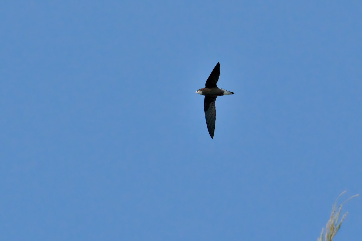 White-throated Needletail (White-lored) - ML644986555