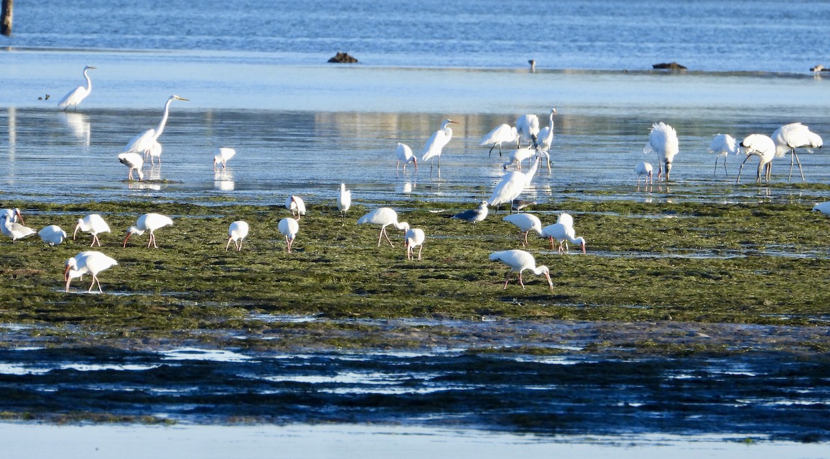 White Ibis - ML644986561