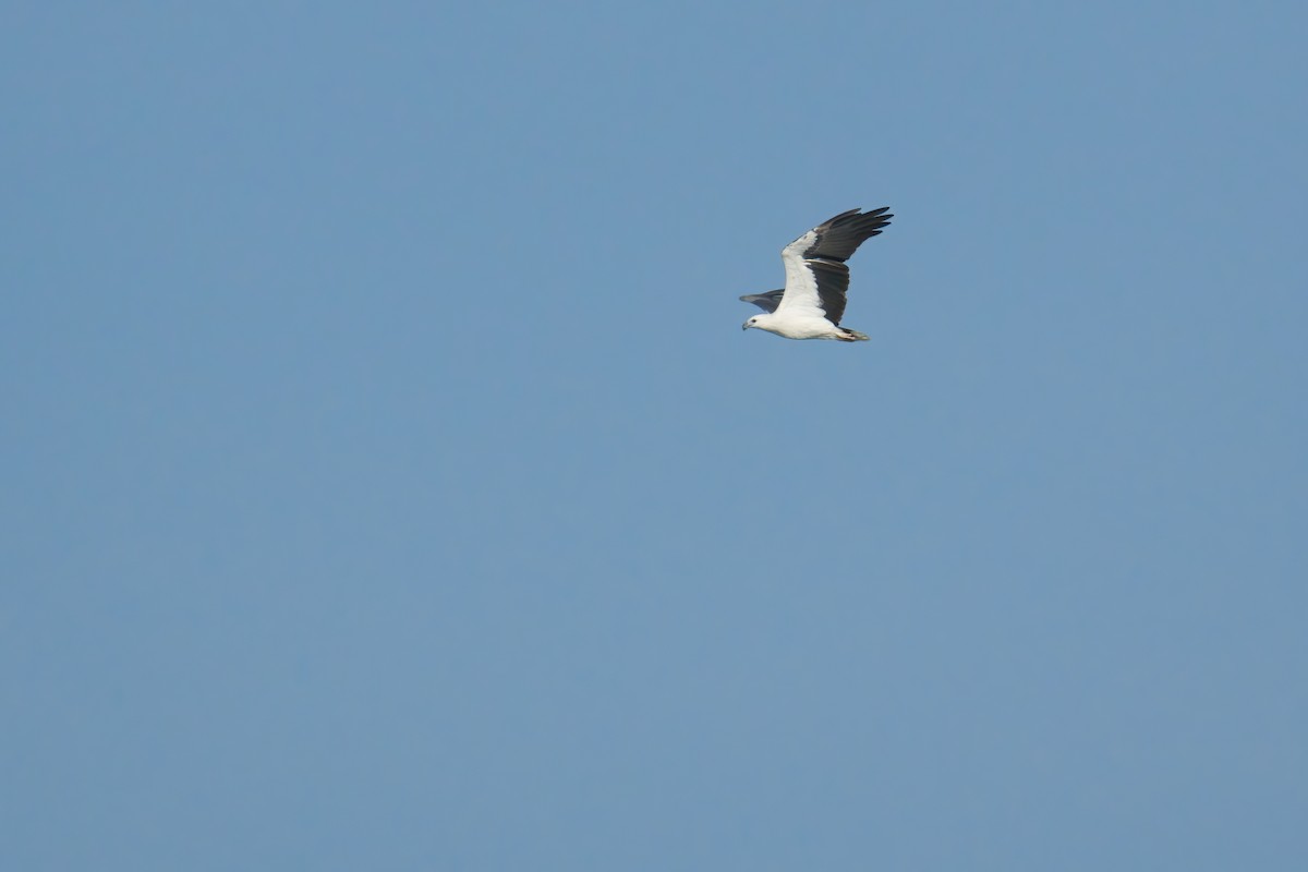 White-bellied Sea-Eagle - ML644986578