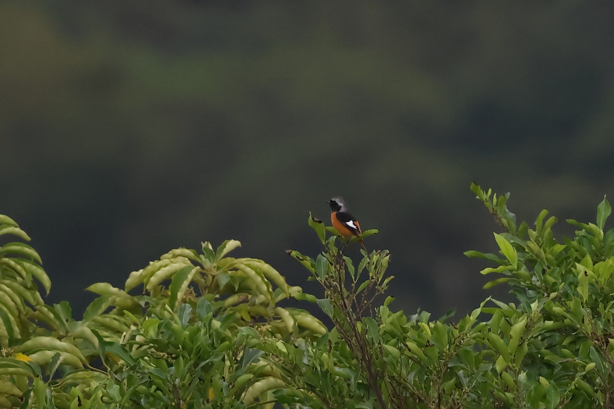 חכלילית סיבירית - ML644986579