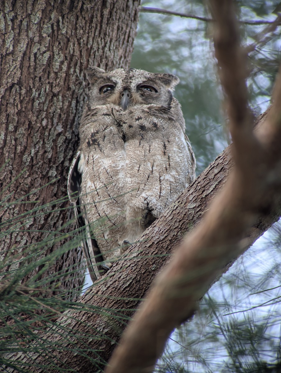 Mantanani Scops-Owl - ML644986587