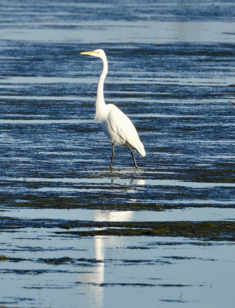 Great Egret - ML644986608