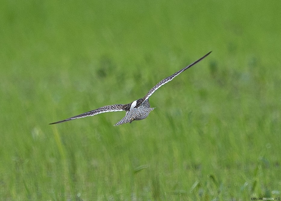 Long-billed Dowitcher - ML644986615