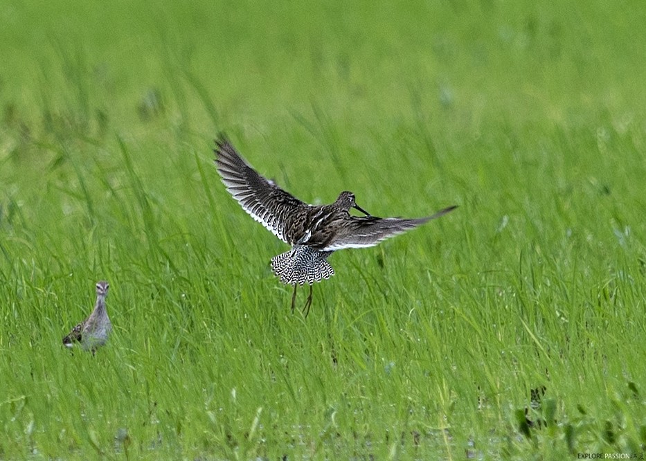 Long-billed Dowitcher - ML644986616