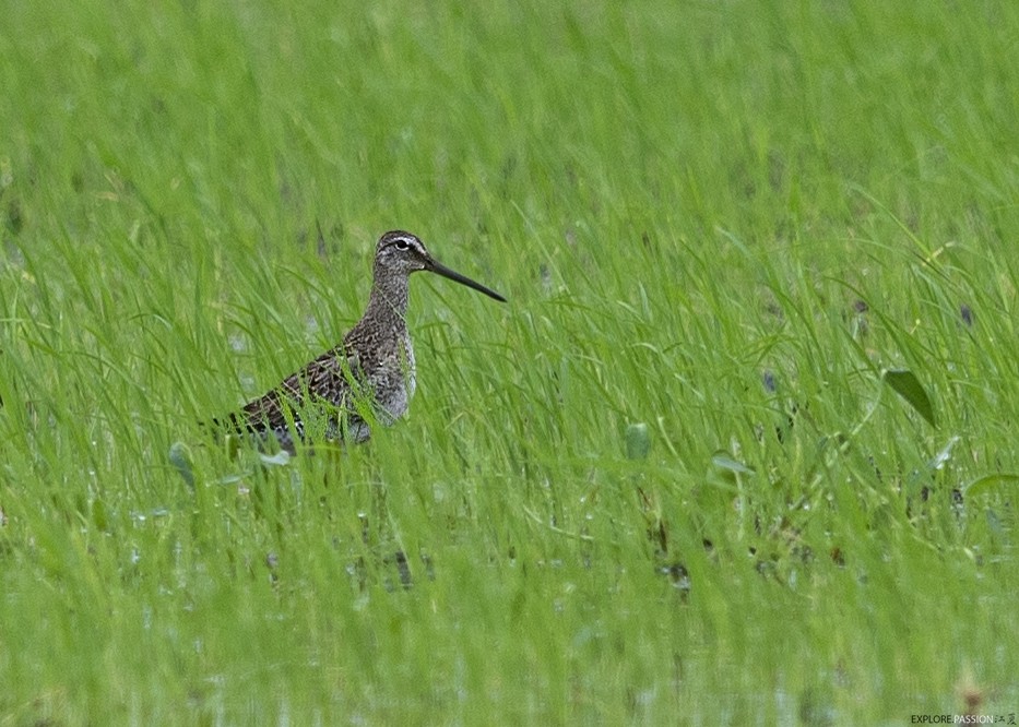 Long-billed Dowitcher - ML644986617