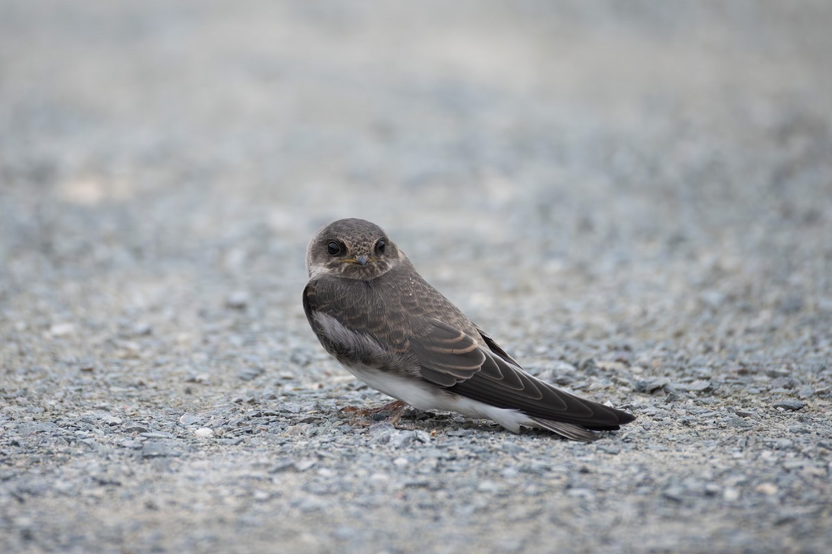 Uhalde-enara arrunta - ML644986618