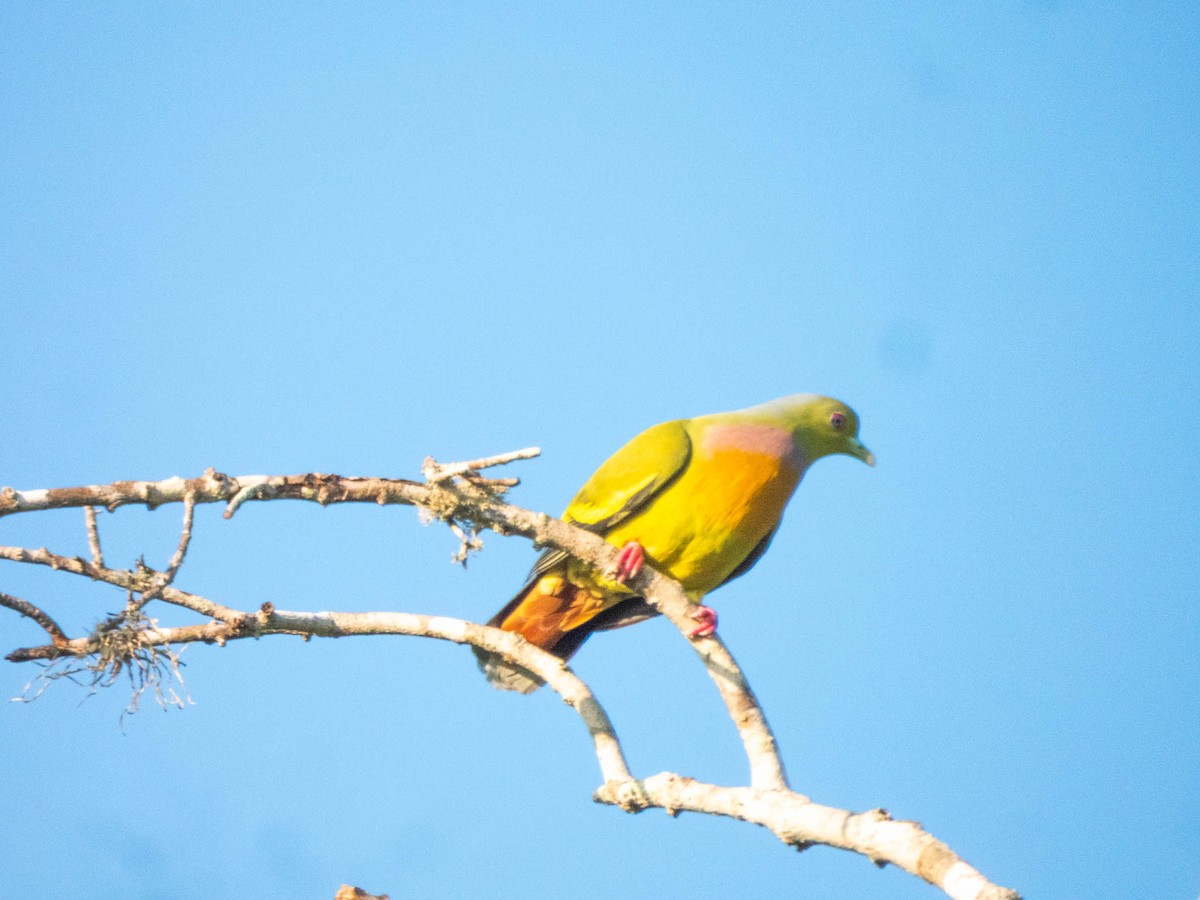 Orange-breasted Green-Pigeon - ML644986619