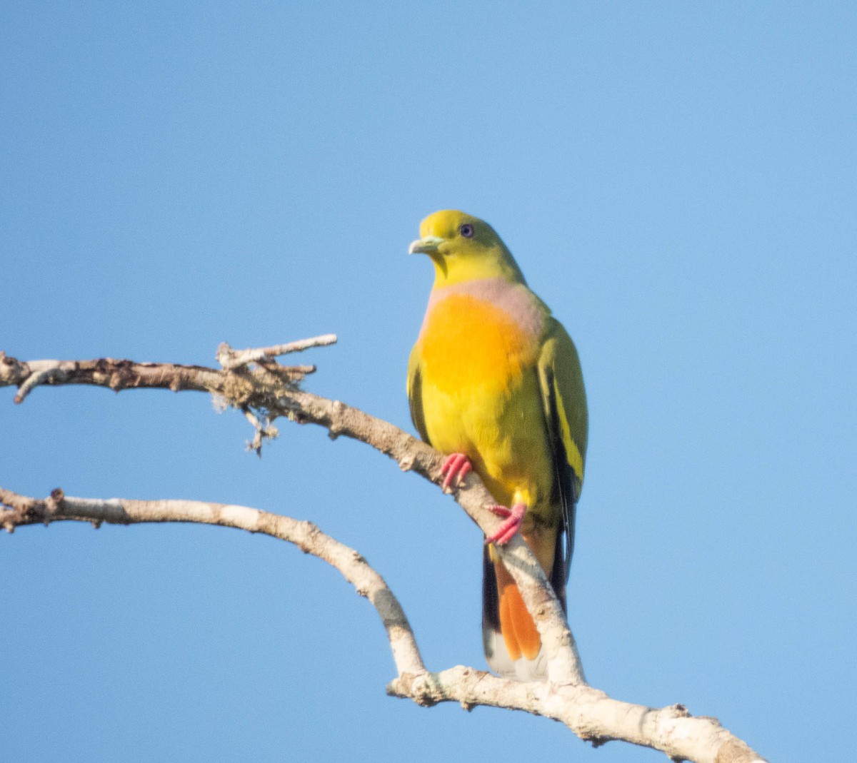 Orange-breasted Green-Pigeon - ML644986620