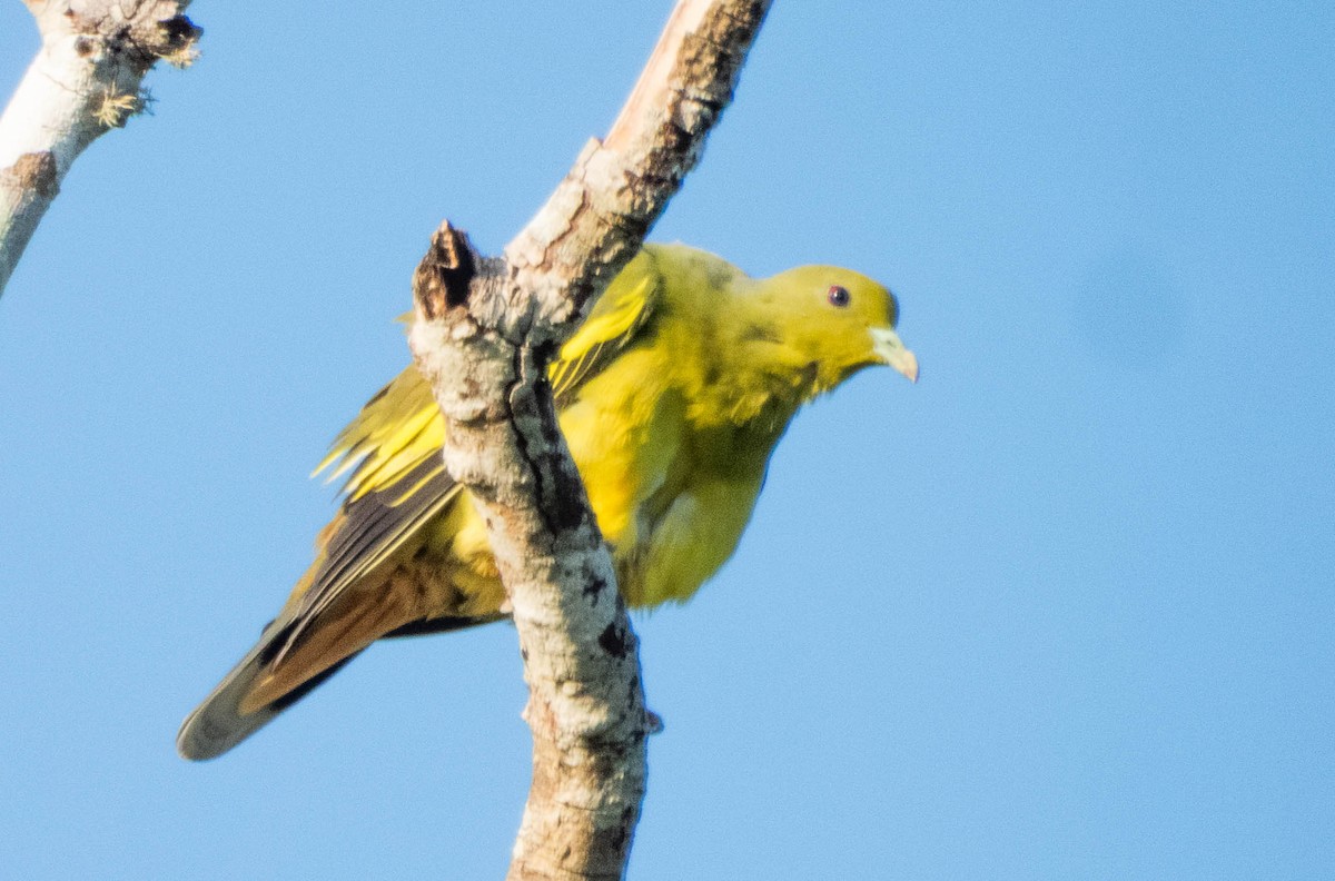 Orange-breasted Green-Pigeon - ML644986628