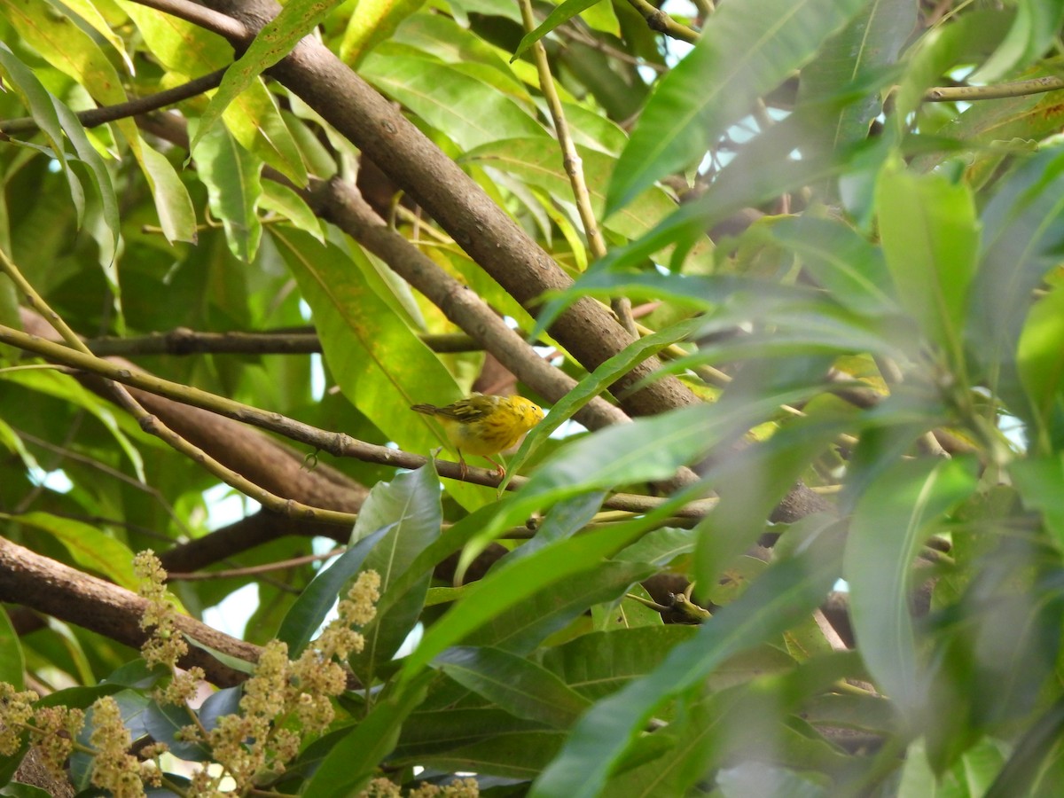 Northern Yellow Warbler - ML644986633