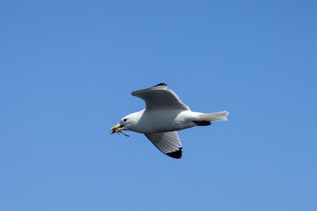 Kara Ayaklı Martı - ML644986644