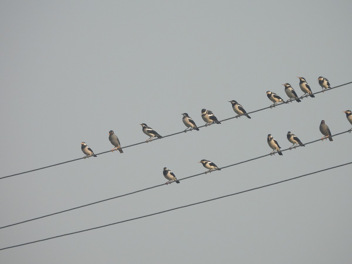 印度鵲椋鳥 - ML644986645