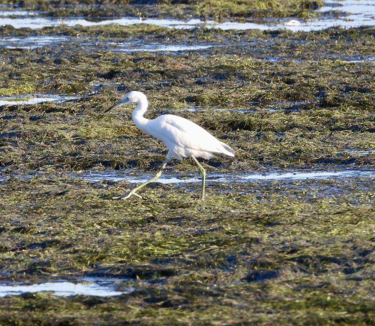 Little Blue Heron - ML644986652