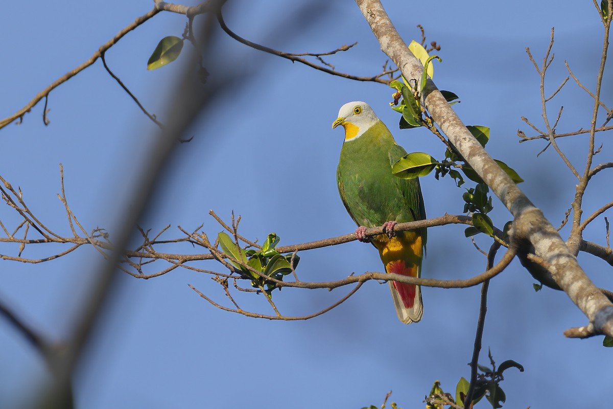 Black-naped Fruit-Dove - ML644986653
