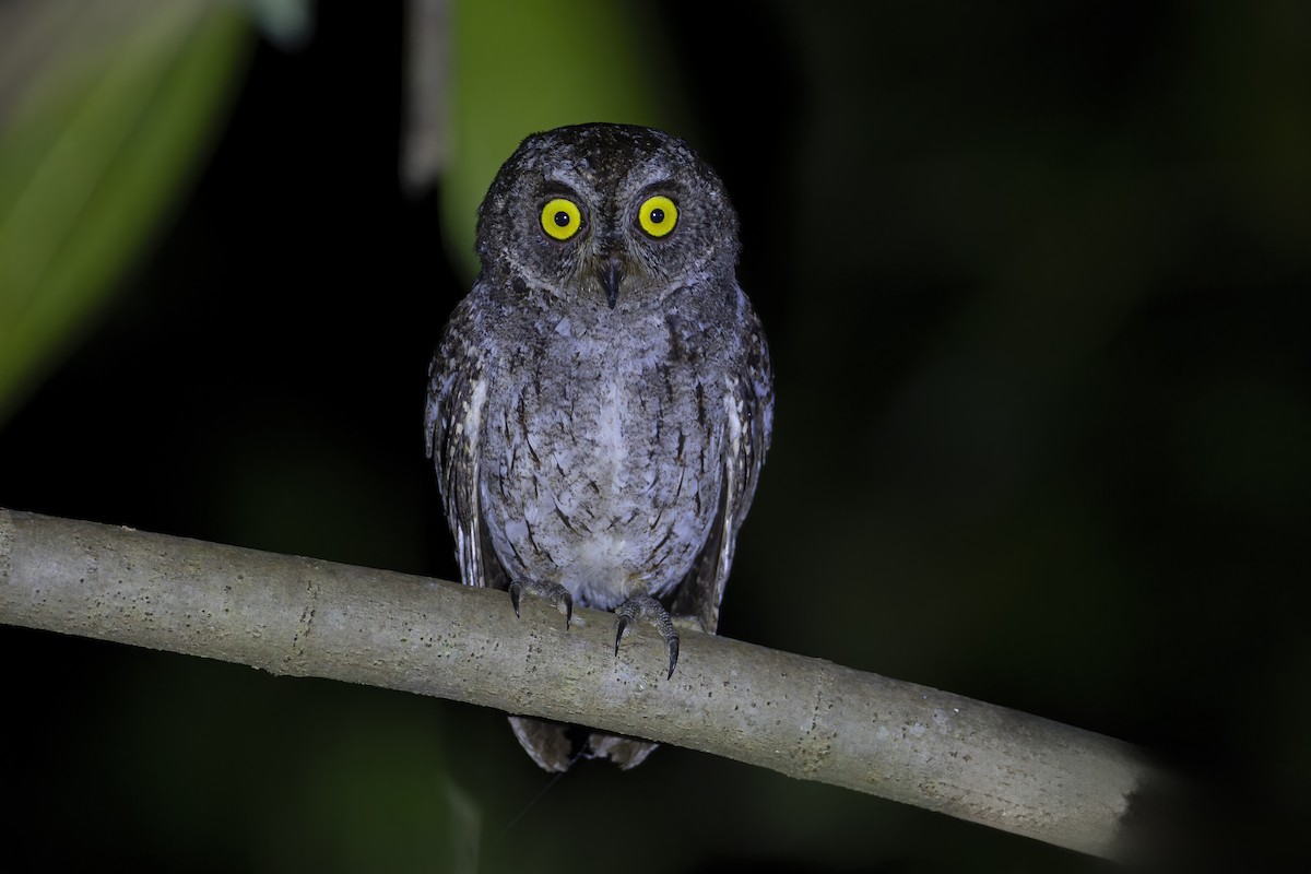 Banggai Scops-Owl - ML644986658