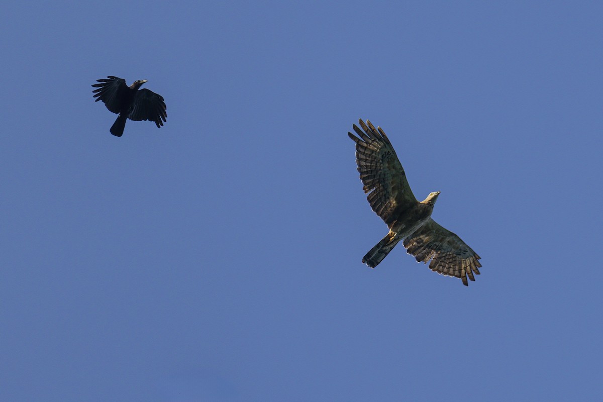 Sulawesi Honey-buzzard - ML644986662