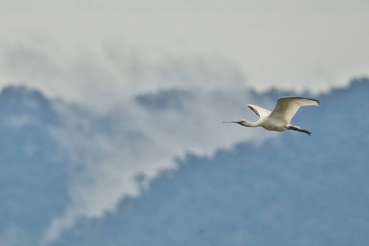 Eurasian Spoonbill - ML644986664