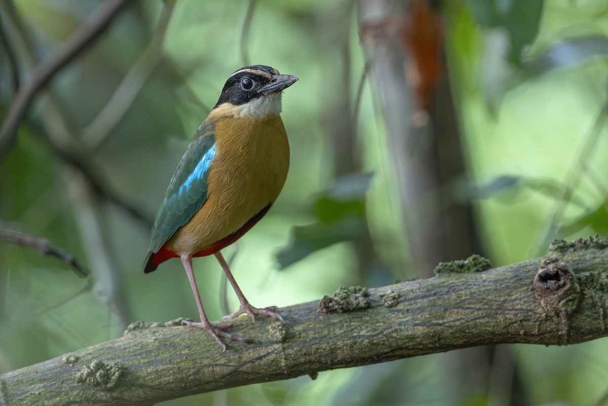 Banda Sea Pitta - ML644986665