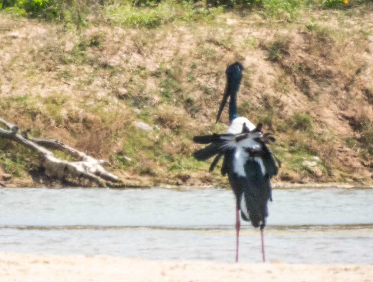 čáp černokrký - ML644986666