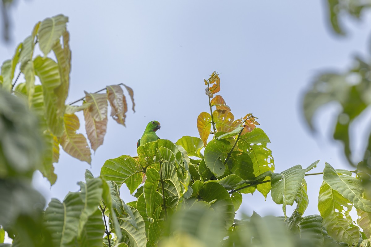 Sula Hanging-Parrot - ML644986685