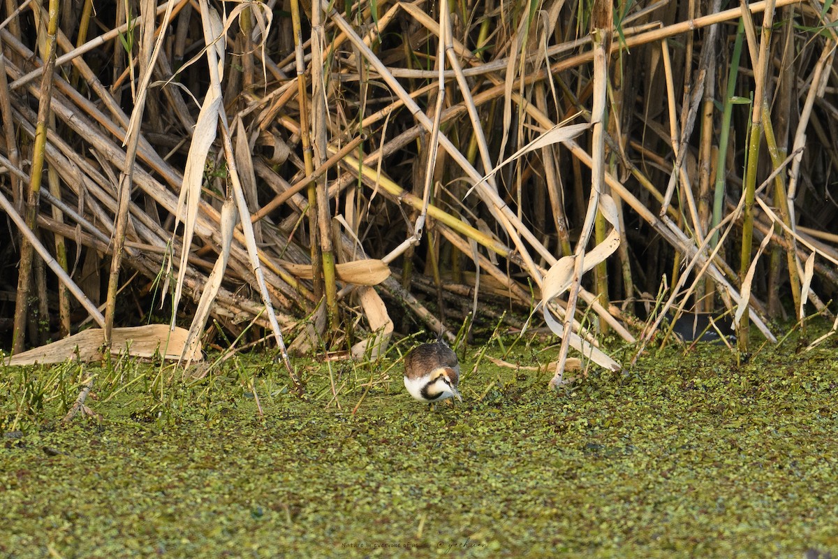 Фазанохвостая якана - ML644986696