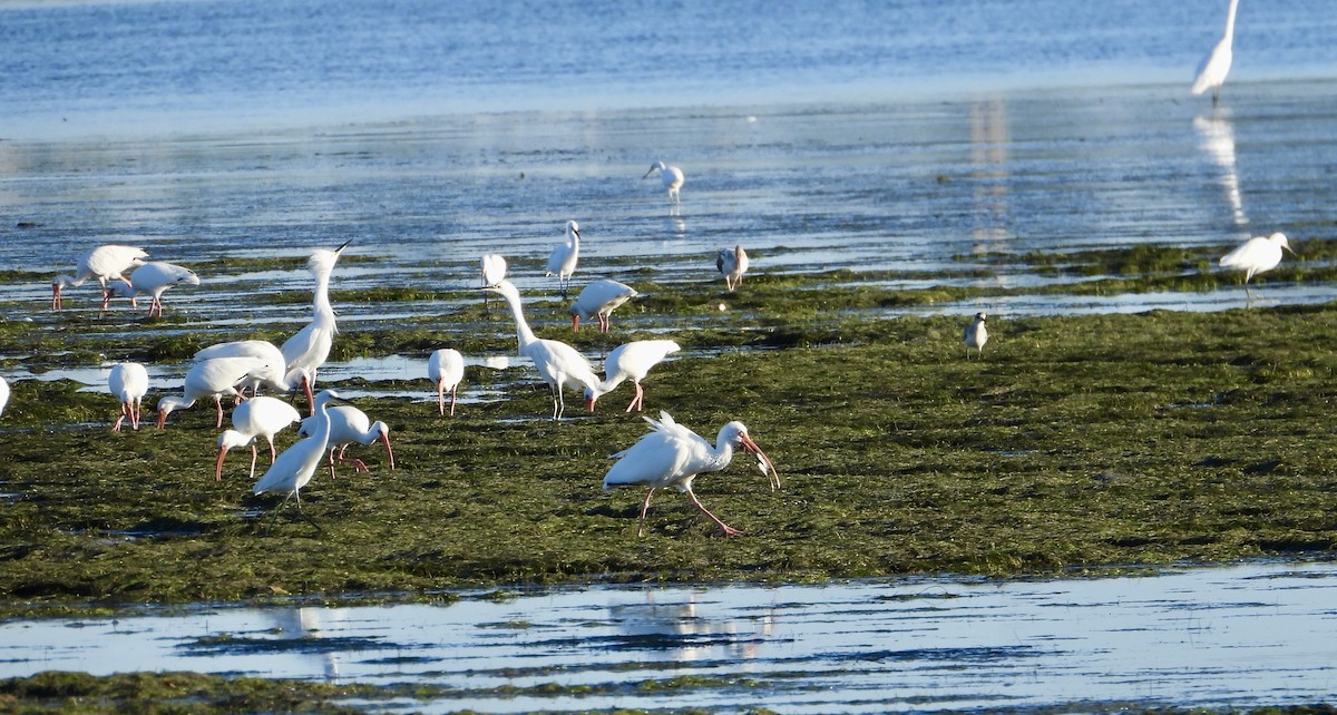 White Ibis - ML644986699