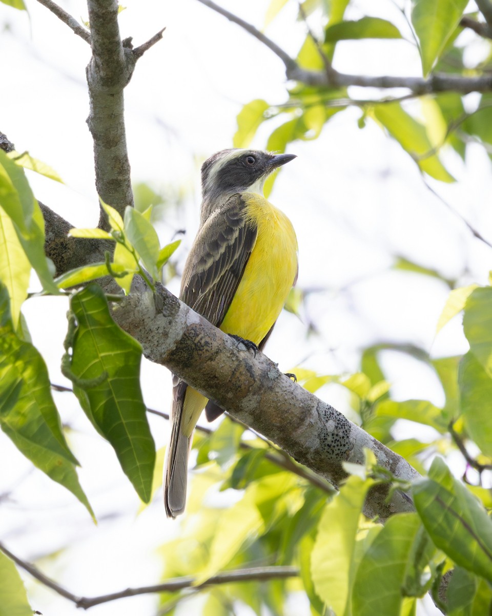 Tyran sociable - ML644986700