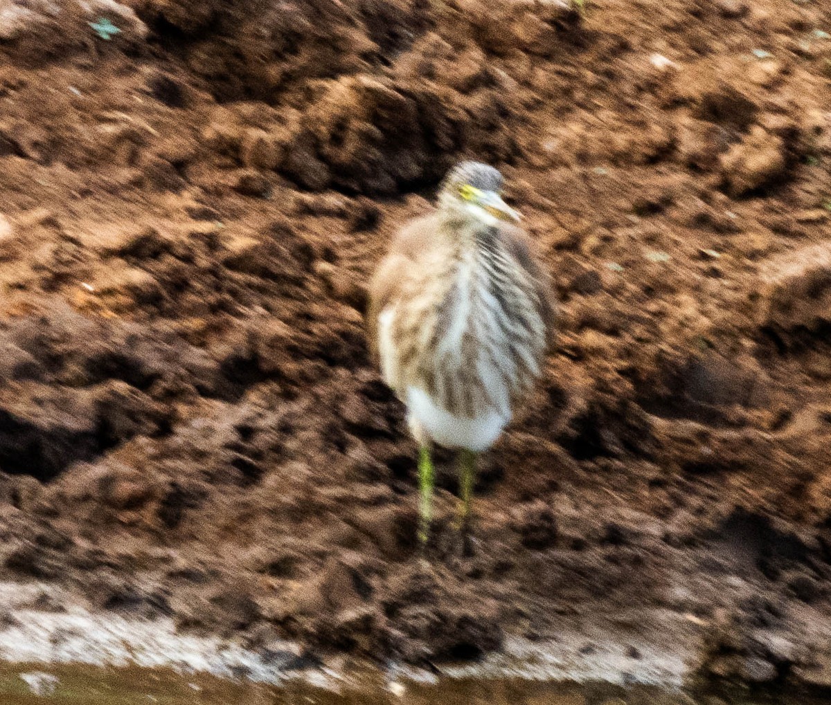 Hint Alaca Balıkçılı - ML644986707