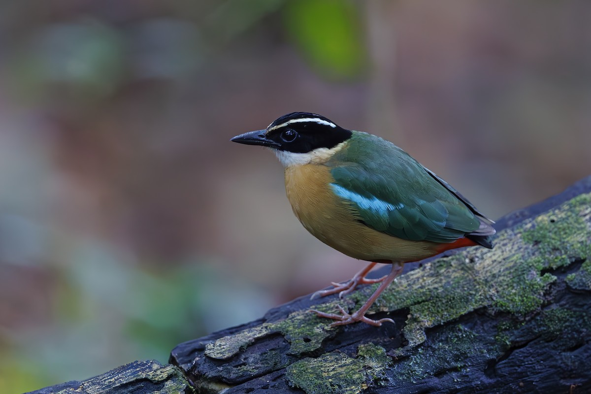 Banda Sea Pitta - ML644986710