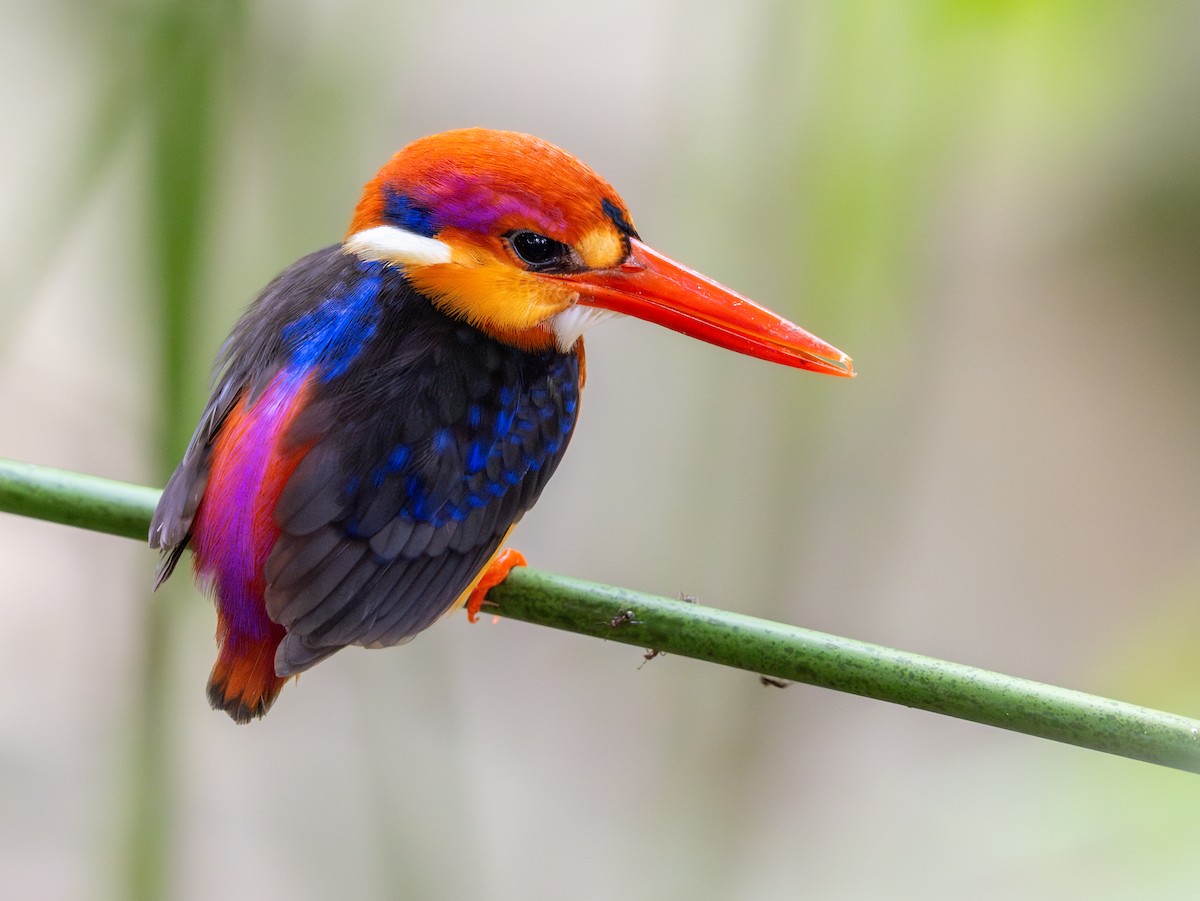 Black-backed Dwarf-Kingfisher - ML644986713
