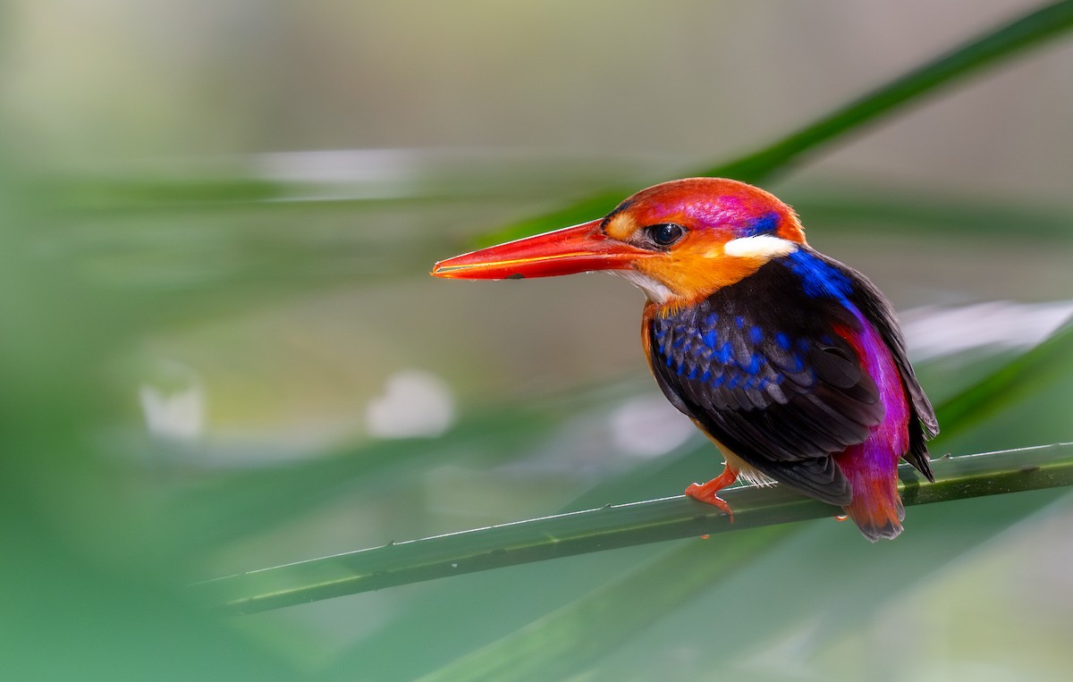 Black-backed Dwarf-Kingfisher - ML644986725