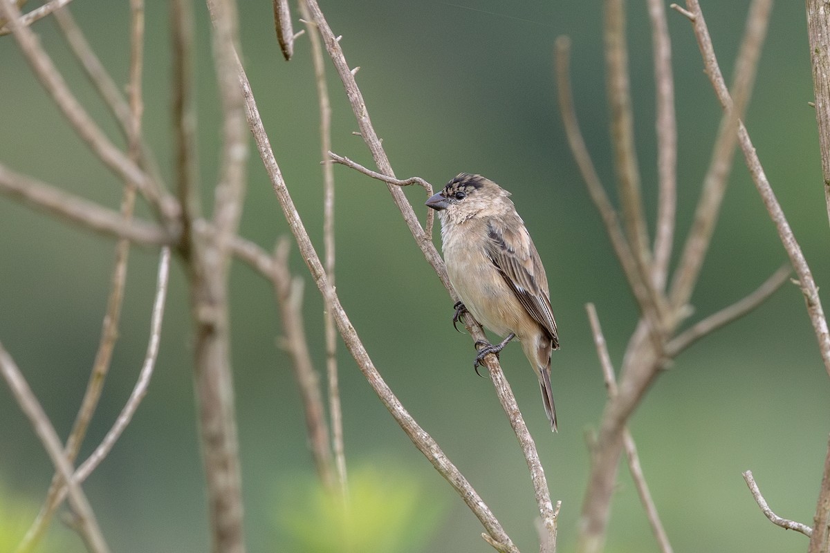 Pearly-bellied Seedeater - ML644986740