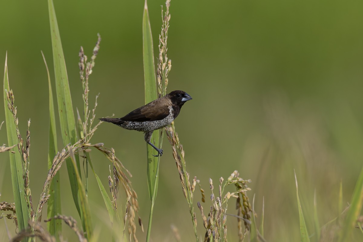 Black-faced Munia - ML644986746