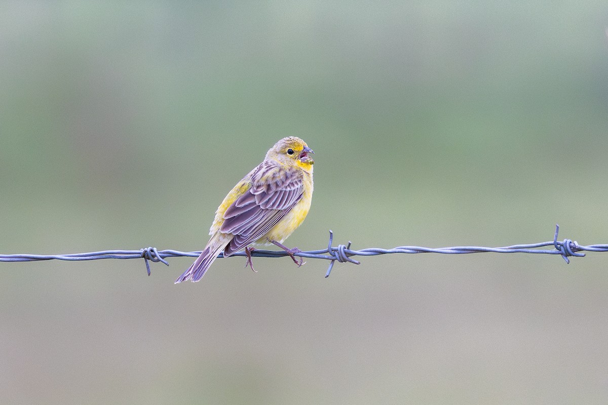 Kurzschnabel-Gilbtangare - ML644986747