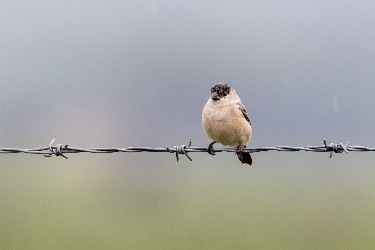 Pearly-bellied Seedeater - ML644986750