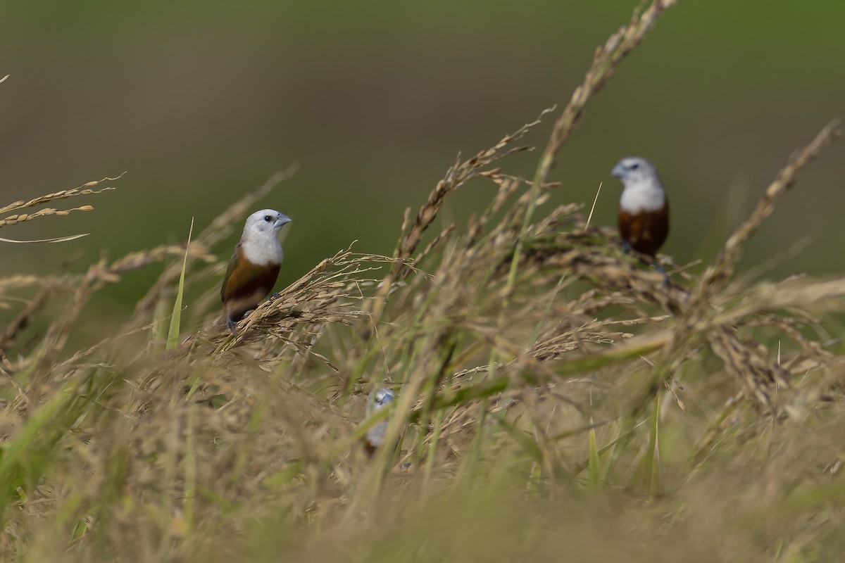 Pale-headed Munia - ML644986751