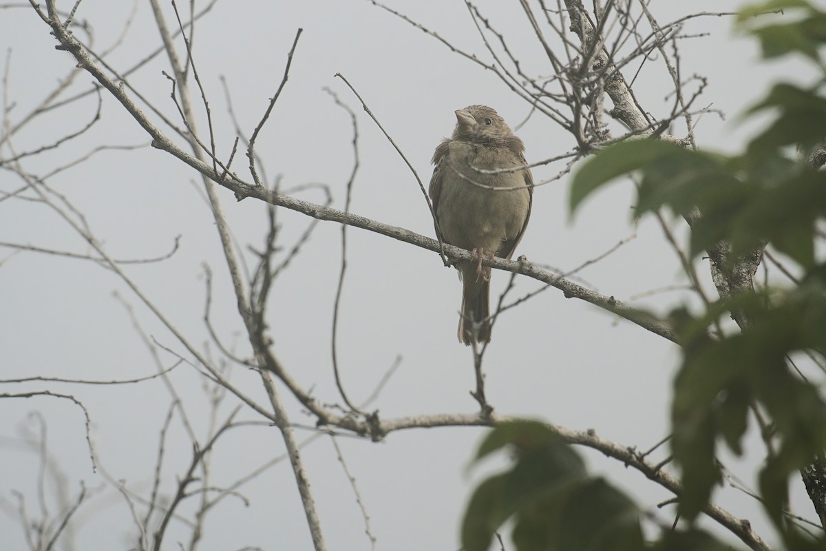 Black-headed Bunting - ML644986754