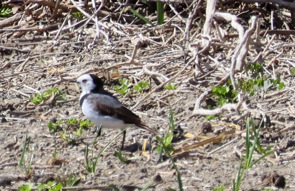 White-fronted Chat - ML644986755