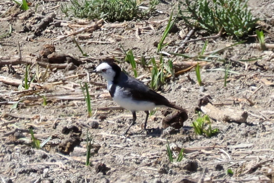 White-fronted Chat - ML644986757