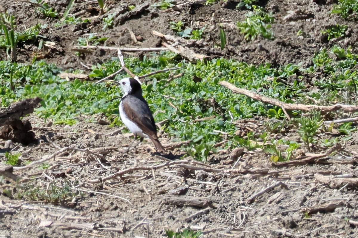 White-fronted Chat - ML644986758