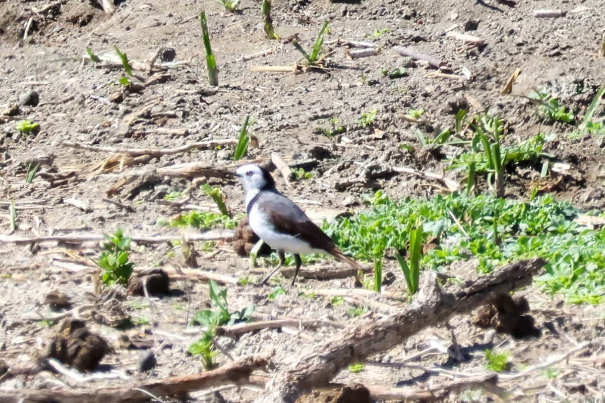 White-fronted Chat - ML644986759