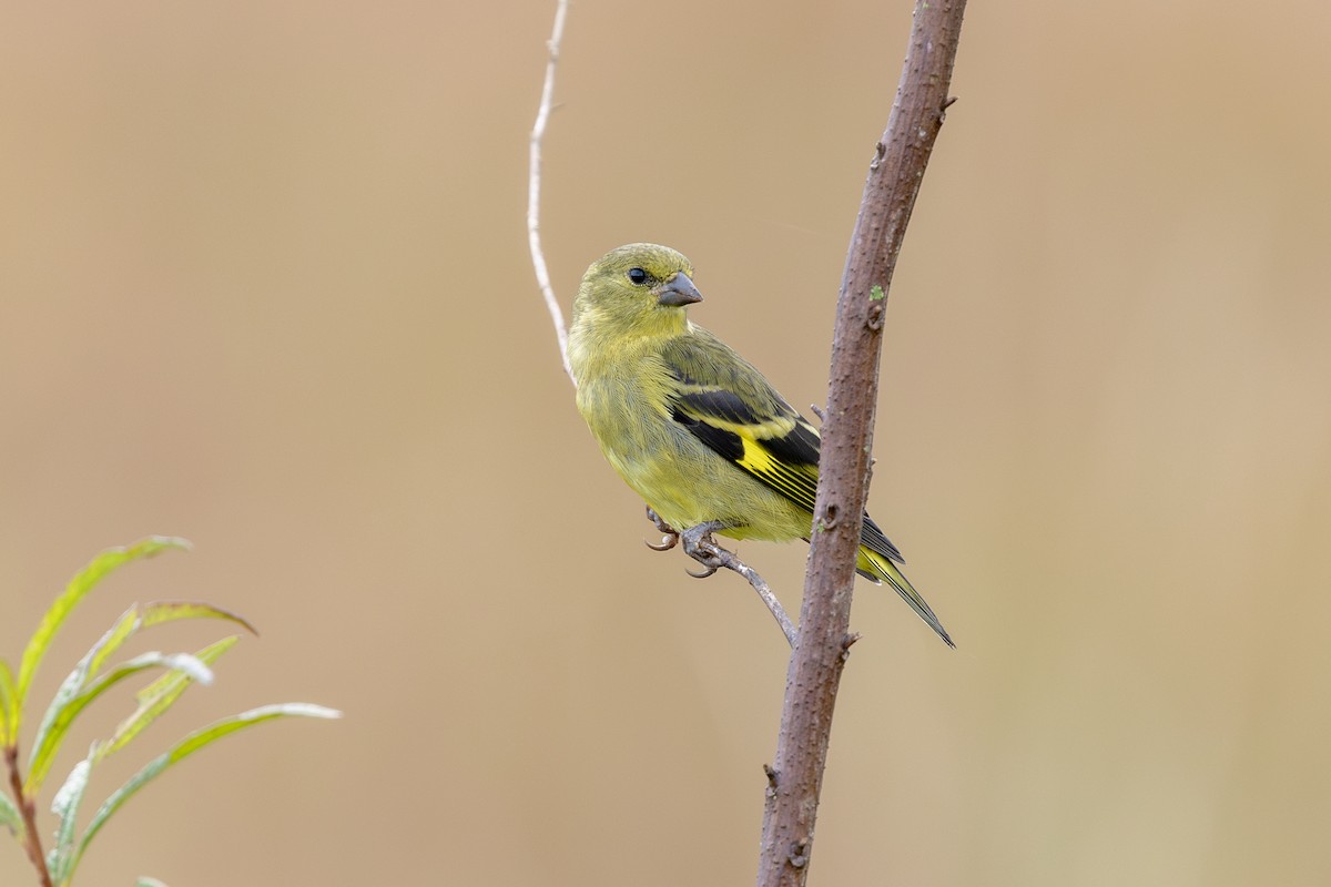 Hooded Siskin - ML644986765